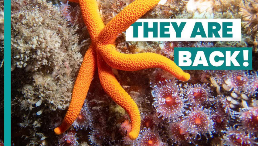 The STARS of the Ocean—Almost Literally!