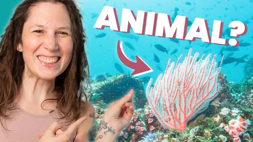 Every CORAL is MANY Animals!